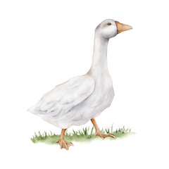 Domestic white and grey watercolor goose on light green grass. Cute farm bird. Hand drawn illustration on transparent. For Easter design. Fowl on white background. Gosling illustration.