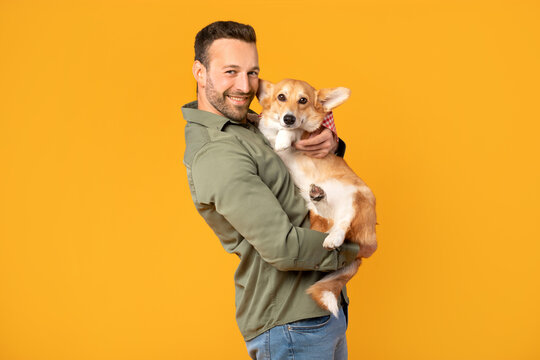 Joyful man cradles his beloved pembroke welsh corgi dog, both looking and smiling at camera, standing and posing together against cheerful yellow background