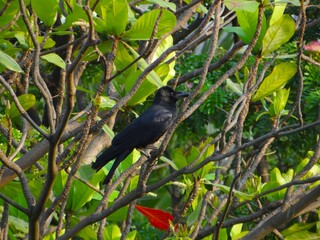 A crow on a tree branch in sunlight.