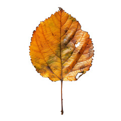autumn maple leave on isolated background