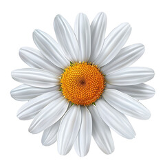 daisy flower on isolated background