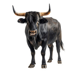 Bull on isolated background