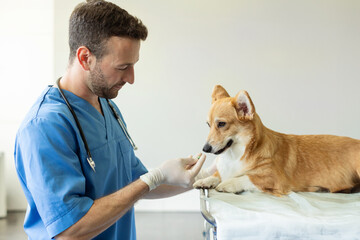 Male vet doctor giving pill to obedient pembroke welsh corgi dog at the veterinary clinic. Pain...