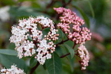 Viburnum Tinus Compactum flower called Durillo cultivated in a garden in Madrid