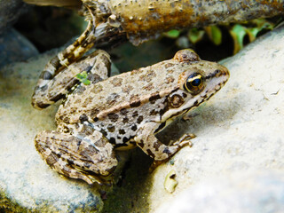 Close-up photo of a brown color frog sitting on a rock
