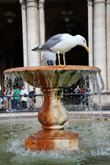 Mewa na fontannie w Rzymie. Italy.
