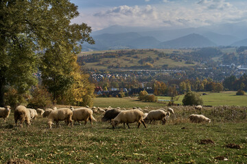 A large flock of sheep grazing in the meadow amidst the mountains