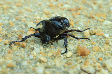 Close-up of insect horn beetle (Oryctes rhinoceros) on sand. indonesia