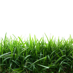 Obraz premium Grass on isolated background