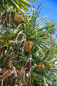 Hala fruit (pandanus tectorius or screwpine) growing in a coastal lowland of the Kingfisher Bay Resort on the west (continental) coast of Fraser Island in Queensland, Australia