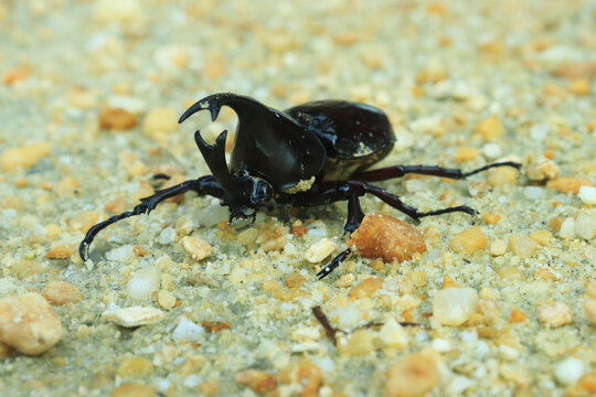 Close-up of insect horn beetle (Oryctes rhinoceros) on sand. indonesia