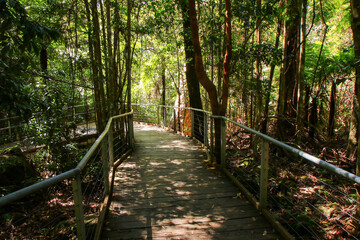 Scenic Walkway, an elevated boardwalk passing through the rainforest of the Jamison Valley in...