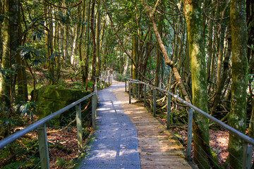 Scenic Walkway, an elevated boardwalk passing through the rainforest of the Jamison Valley in Scenic World, a famous tourist attraction of the Blue Mountains National Park, New South Wales, Australia