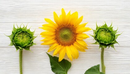 closed and opening bud sunflower isolated on white background flower flat lay top view