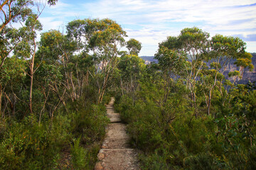 Trail to the Pulpit Rock Lookout in a eucalyptus forest in the Blue Mountains National Park in New South Wales, Australia © Alexandre ROSA