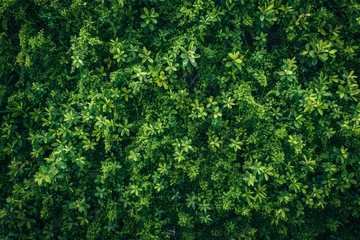 Fotobehang background. hedge of plants close-up.  © IULIIA