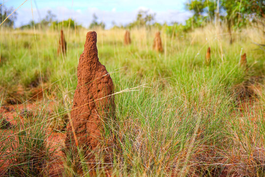 Termite mounds made of soil, saliva and dung in the bushland of the Red Center of Australia in the Northern Territory - Nests of mound-building termites in the shape of pinnacles