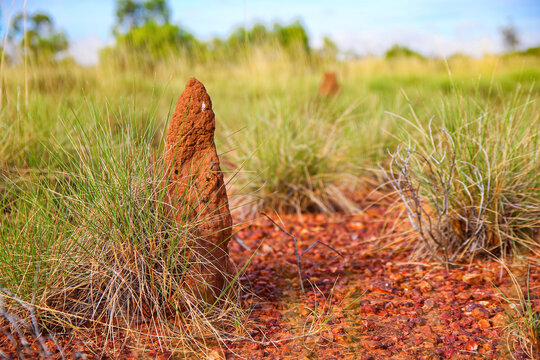 Termite mounds made of soil, saliva and dung in the bushland of the Red Center of Australia in the Northern Territory - Nests of mound-building termites in the shape of pinnacles