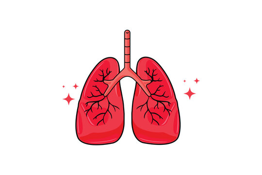 recommend clip art: vector lung human anatomy biology organ body system health care