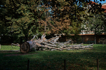 a huge felled tree in an autumn park