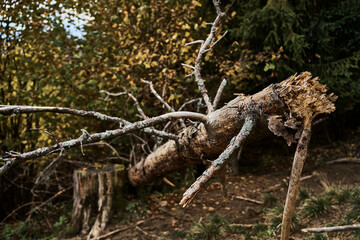 storm-felled tree with a broken stump
