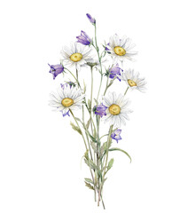 Watercolor Daisy and bluebell. Hand drawn illustration of Chamomile and little violet bell. bouquet of white blossom flowers on isolated background. Drawing botanical clipart. Painted wildflowers.