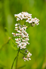 White wildflowers growing in the meadow on a sunny, summers day.