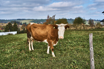 Brown and white cow grazing in the field near the mountains