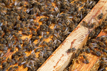 Open hive showing the bees swarming on a honeycomb..