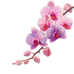 branch of orchid flowers, png file of isolated object on transparent background 
