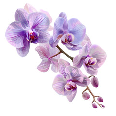 branch of orchid flowers, png file of isolated object on transparent background 