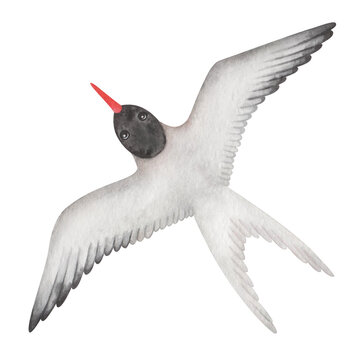 recommend clip art: Watercolor illustration. Hand painted arctic tern with white wings, feathers, red beak and black head. Flying seabird with spread wings. Seagull, sterna. Bird in the air. Isolated animal clip art