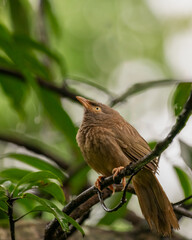 Side profile of a Jungle babbler perched on a tree branch