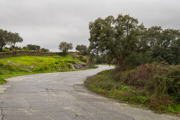 Old abandoned road that runs through trees in the north of Extremadura during a humid day with overcast skies.