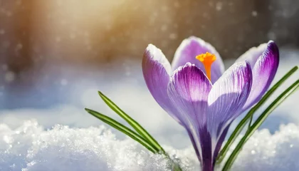 Fotobehang blooming purple crocus flower covered snow spring background © Mac