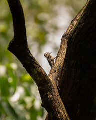 Tiny Brown-capped pygmy woodpecker perched on a tree trunk
