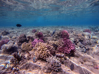 Underwater life of reef with corals and tropical fish. Coral Reef at the Red Sea, Egypt.