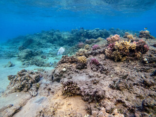 Underwater life of reef with corals and tropical fish. Coral Reef at the Red Sea, Egypt.