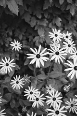 white flowers on black background