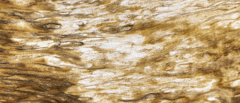 close up of a texture, image of surface on dry banana leaf,  banana leaf texture background