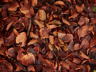 Fallen leaves from beech trees and pieces of branches 