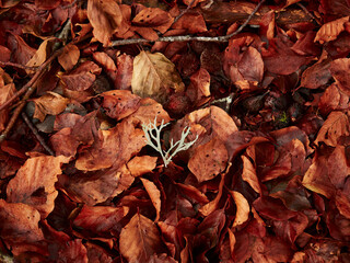 Fallen leaves from beech trees and a moss that looks like deer horns