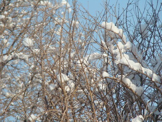 snow covered branches of tree