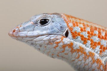 Portrait of a Peters's Keeled Cordylid
