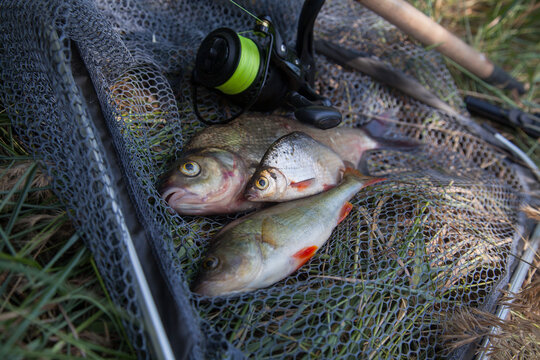 Assort kinds of fish -  freshwater common bream, common perch or European perch, white bream or silver bream and fishing rod with reel on black fishing net..