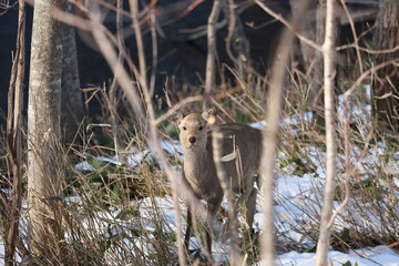 蝦夷鹿　ezo deer