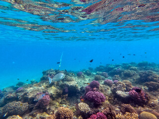 Naso annulatus fish known as Whitemargin Unicorn fish on his coral reef in the Red Sea, Egypt..