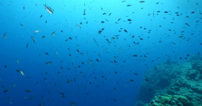 underwater scenery blue water damsel fish school ocean scenery mediterranean
