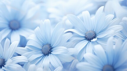 garden dusty blue flowers - obrazy, fototapety, plakaty