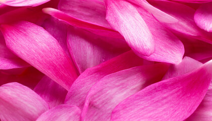 Naklejka premium ピンクの花びら